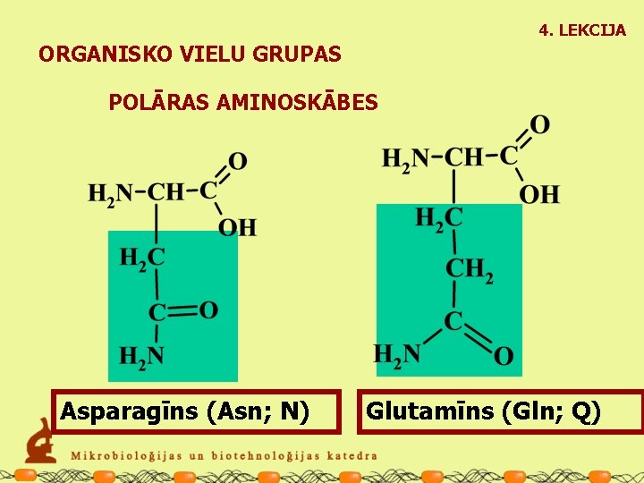 4. LEKCIJA ORGANISKO VIELU GRUPAS POLĀRAS AMINOSKĀBES Asparagīns (Asn; N) Glutamīns (Gln; Q) 