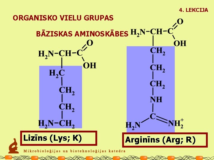 4. LEKCIJA ORGANISKO VIELU GRUPAS BĀZISKAS AMINOSKĀBES Lizīns (Lys; K) Arginīns (Arg; R) 