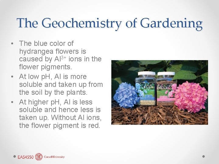 The Geochemistry of Gardening • The blue color of hydrangea flowers is caused by