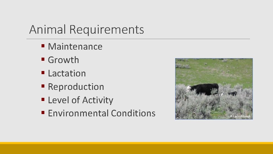 Animal Requirements § Maintenance § Growth § Lactation § Reproduction § Level of Activity