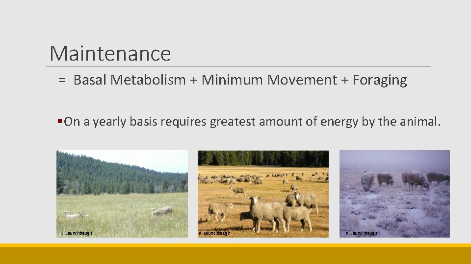 Maintenance = Basal Metabolism + Minimum Movement + Foraging § On a yearly basis