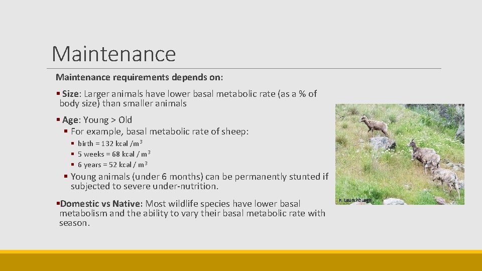 Maintenance requirements depends on: § Size: Larger animals have lower basal metabolic rate (as