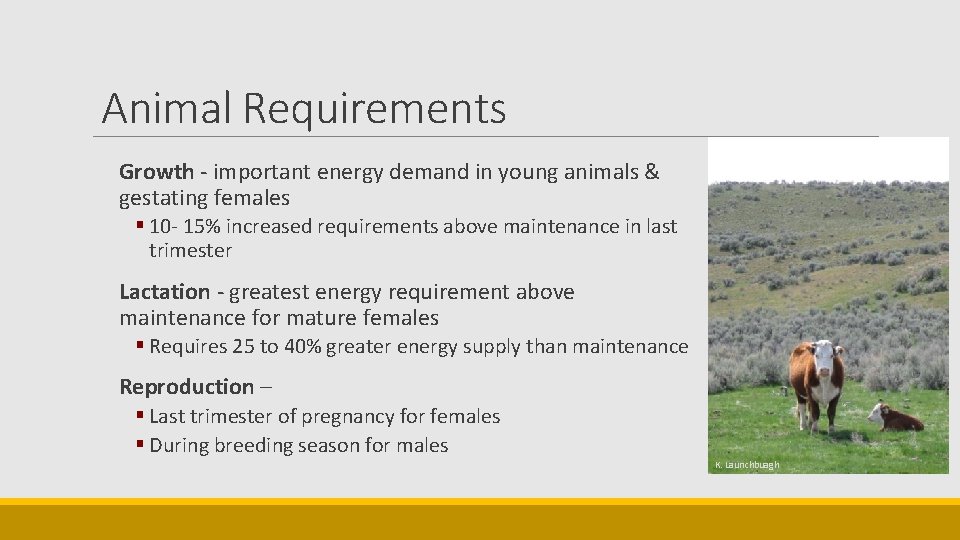 Animal Requirements Growth - important energy demand in young animals & gestating females §