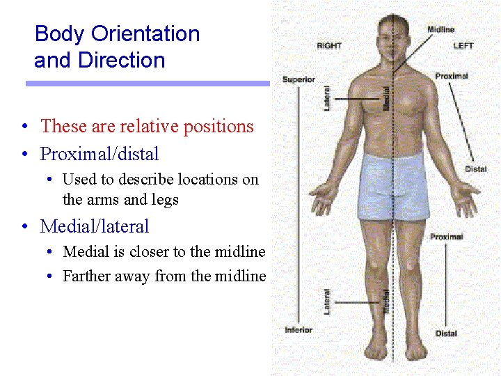 Body Orientation and Direction • These are relative positions • Proximal/distal • Used to