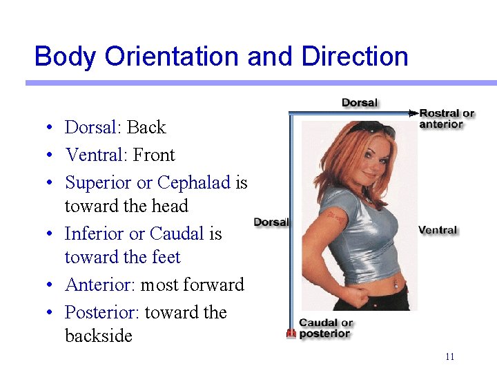 Body Orientation and Direction • Dorsal: Back • Ventral: Front • Superior or Cephalad