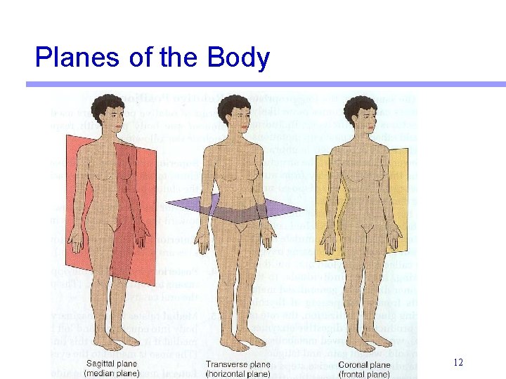 Planes of the Body 12 
