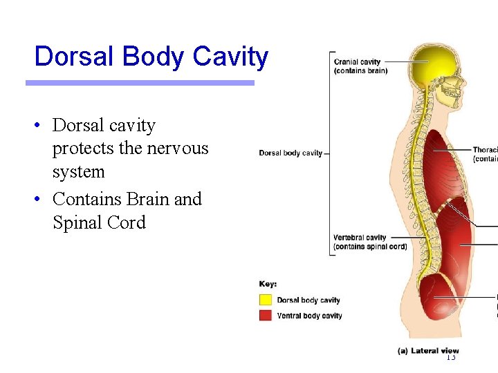Dorsal Body Cavity • Dorsal cavity protects the nervous system • Contains Brain and