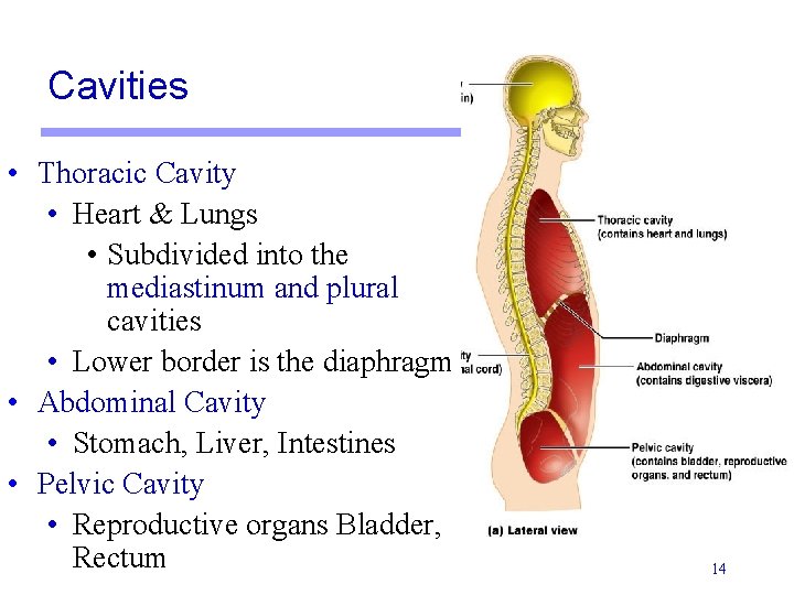 Cavities • Thoracic Cavity • Heart & Lungs • Subdivided into the mediastinum and