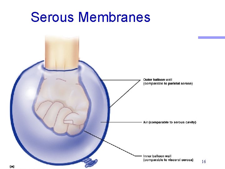 Serous Membranes 16 