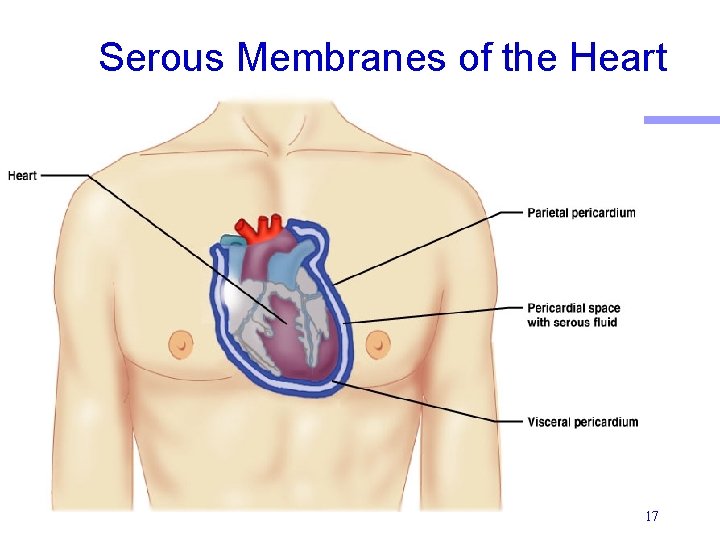 Serous Membranes of the Heart 17 