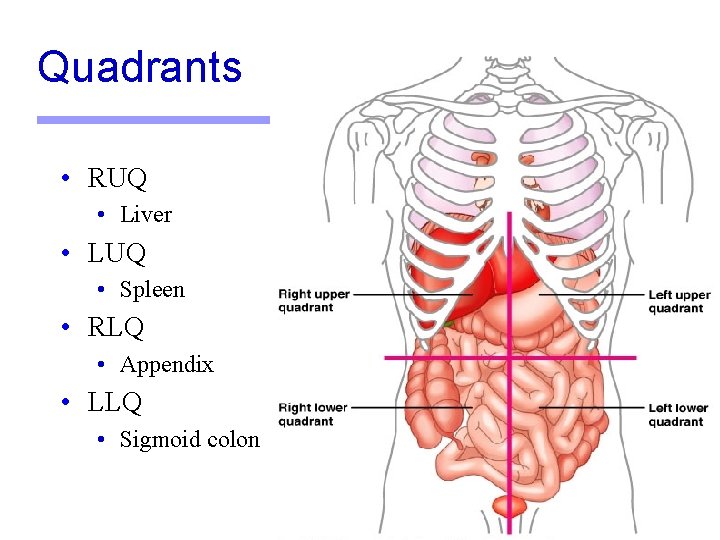 Quadrants • RUQ • Liver • LUQ • Spleen • RLQ • Appendix •
