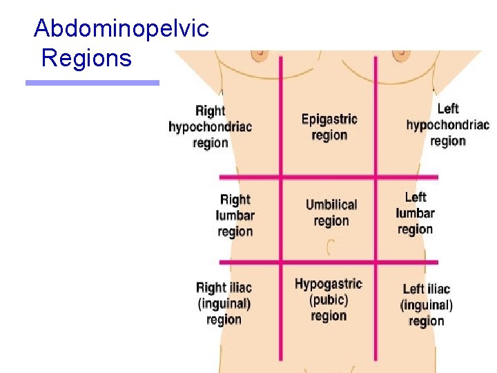 Abdominopelvic Regions 19 