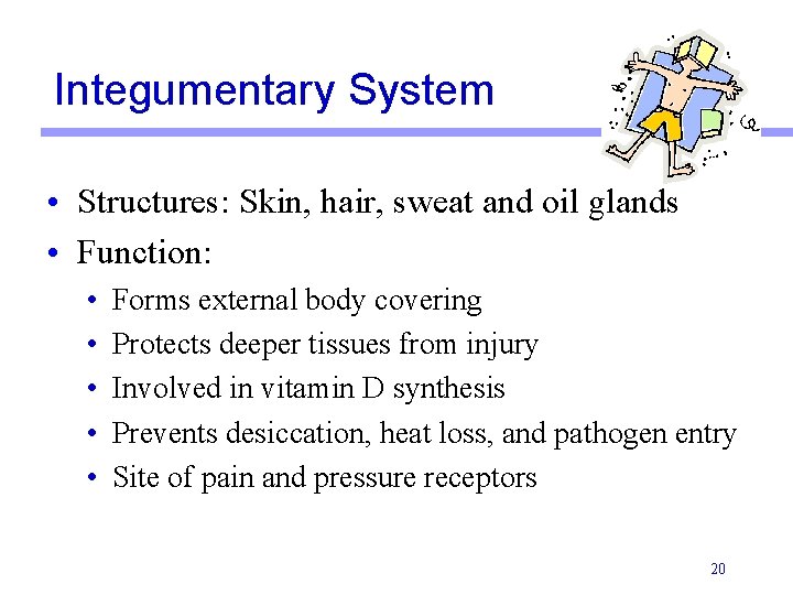 Integumentary System • Structures: Skin, hair, sweat and oil glands • Function: • •