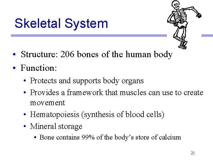 Skeletal System • Structure: 206 bones of the human body • Function: • Protects