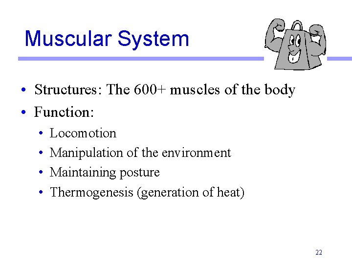 Muscular System • Structures: The 600+ muscles of the body • Function: • •