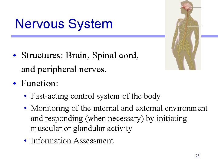 Nervous System • Structures: Brain, Spinal cord, and peripheral nerves. • Function: • Fast-acting