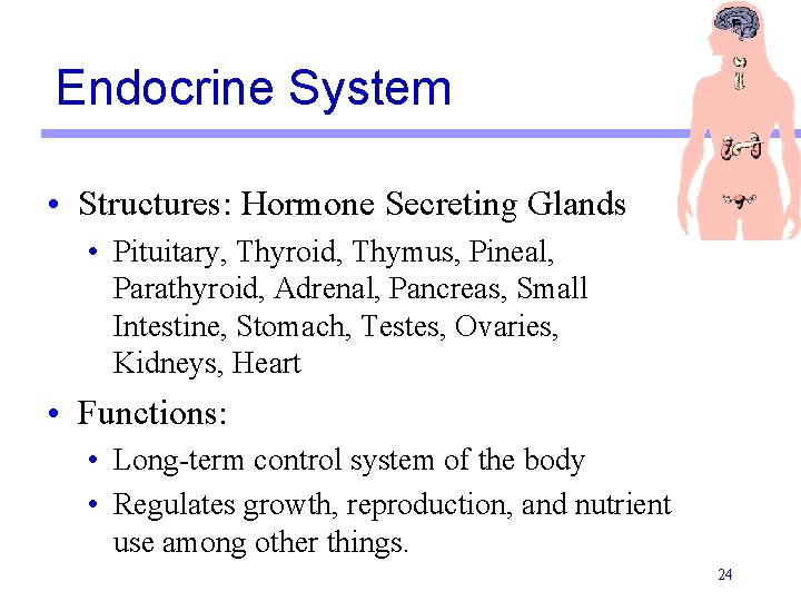 Endocrine System • Structures: Hormone Secreting Glands • Pituitary, Thyroid, Thymus, Pineal, Parathyroid, Adrenal,