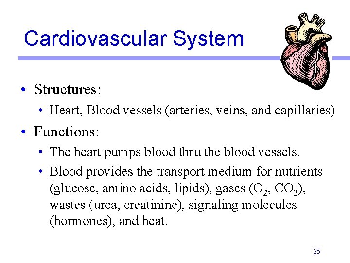Cardiovascular System • Structures: • Heart, Blood vessels (arteries, veins, and capillaries) • Functions: