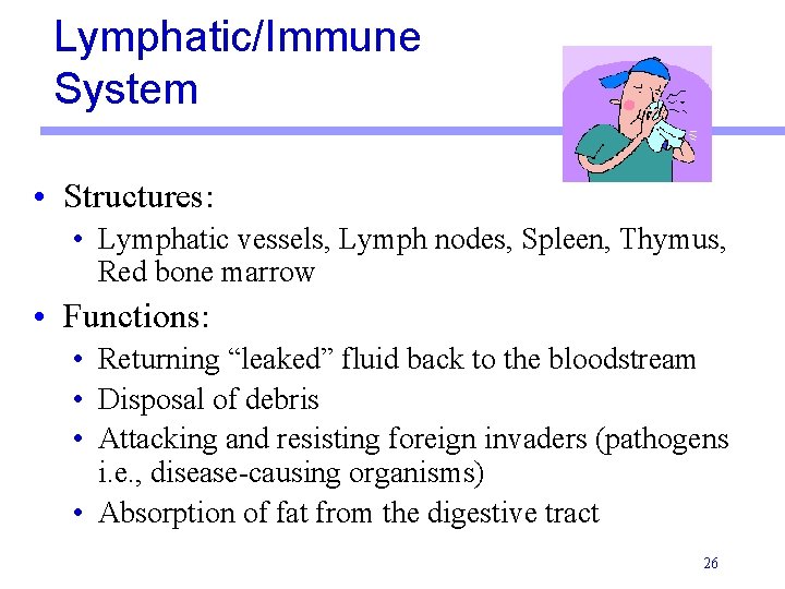 Lymphatic/Immune System • Structures: • Lymphatic vessels, Lymph nodes, Spleen, Thymus, Red bone marrow