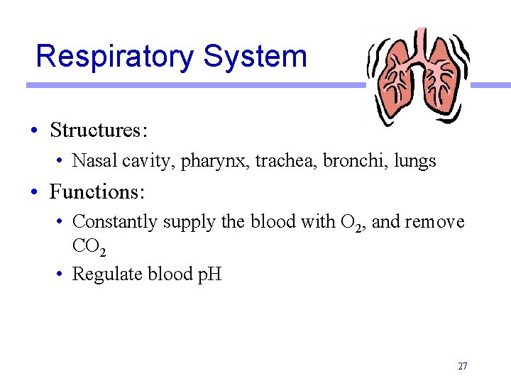 Respiratory System • Structures: • Nasal cavity, pharynx, trachea, bronchi, lungs • Functions: •