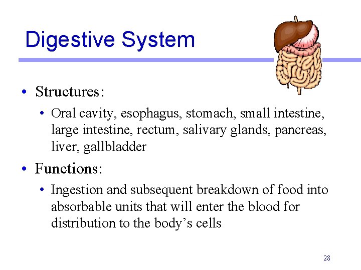 Digestive System • Structures: • Oral cavity, esophagus, stomach, small intestine, large intestine, rectum,