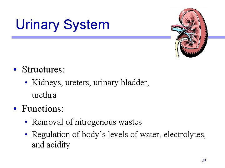 Urinary System • Structures: • Kidneys, ureters, urinary bladder, urethra • Functions: • Removal