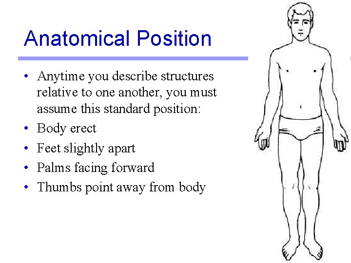 Anatomical Position • Anytime you describe structures relative to one another, you must assume