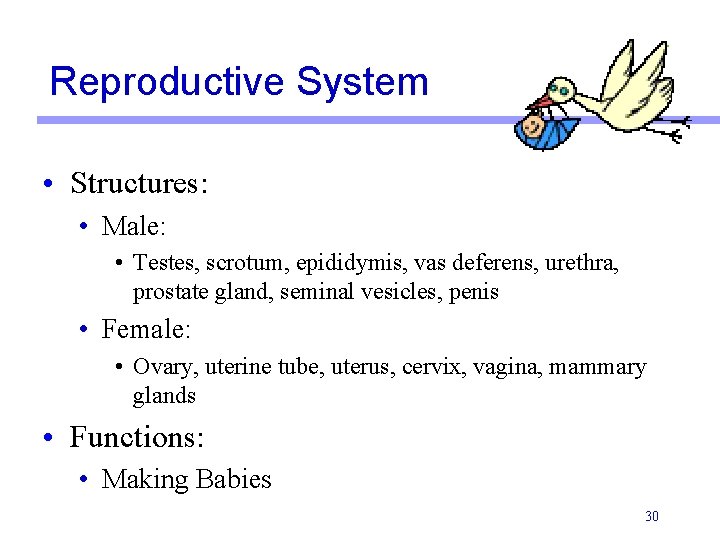 Reproductive System • Structures: • Male: • Testes, scrotum, epididymis, vas deferens, urethra, prostate