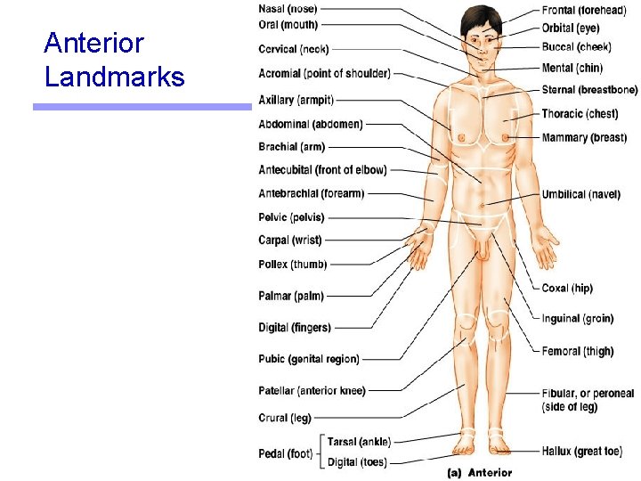 Anterior Landmarks 4 