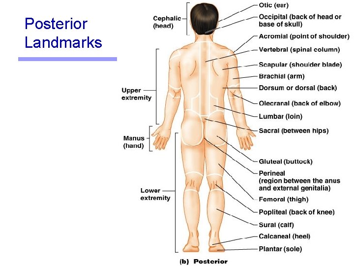 Posterior Landmarks 5 