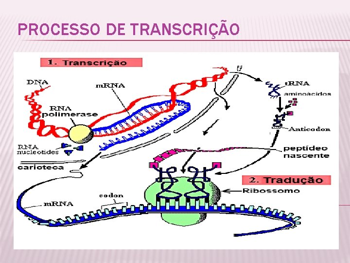 PROCESSO DE TRANSCRIÇÃO 