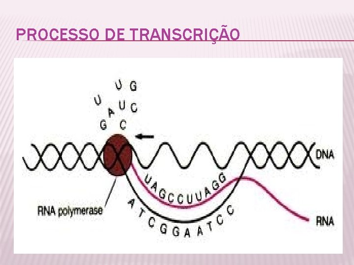 PROCESSO DE TRANSCRIÇÃO 