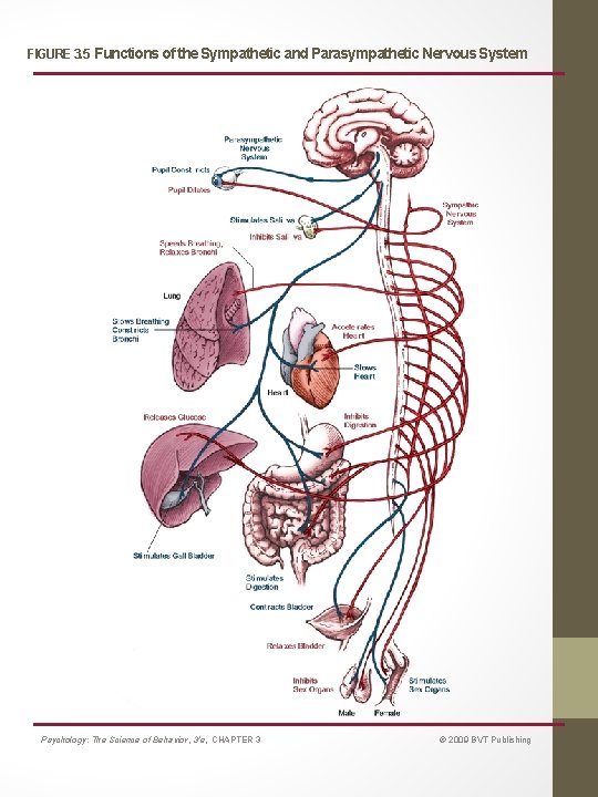 FIGURE 3. 5 Functions of the Sympathetic and Parasympathetic Nervous System Psychology: The Science