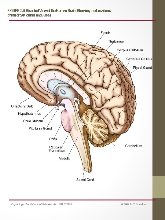 FIGURE 3. 6 Bisected View of the Human Brain, Showing the Locations of Major