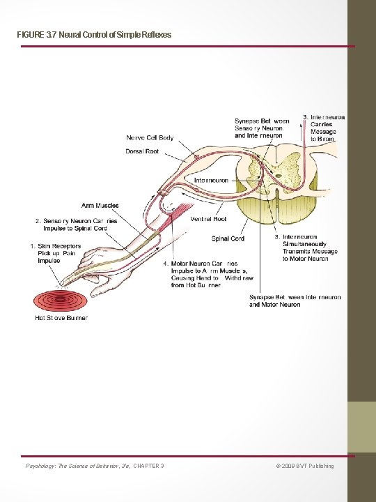 FIGURE 3. 7 Neural Control of Simple Reflexes Psychology: The Science of Behavior, 3/e,
