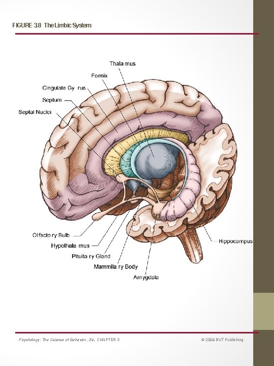 FIGURE 3. 8 The Limbic System Psychology: The Science of Behavior, 3/e, CHAPTER 3