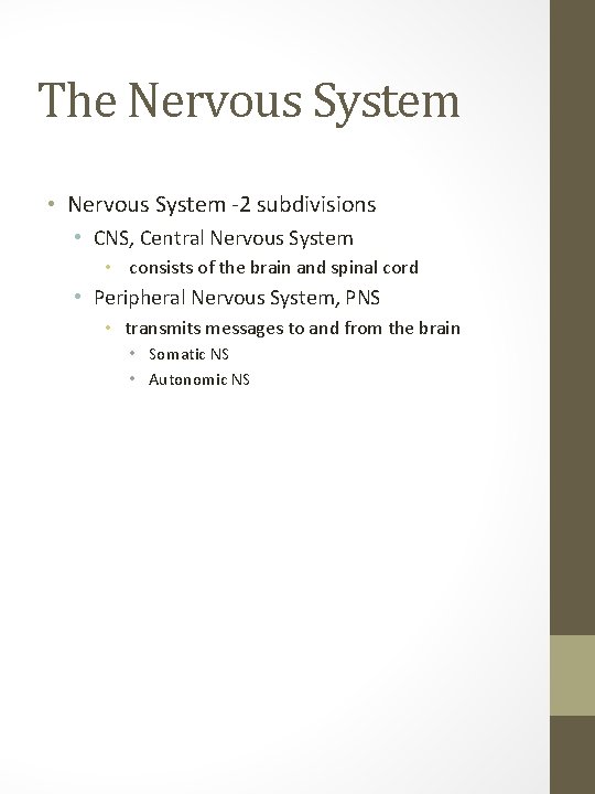 The Nervous System • Nervous System -2 subdivisions • CNS, Central Nervous System •