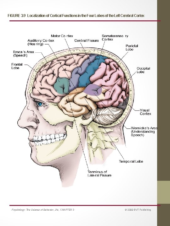 FIGURE 3. 9 Localization of Cortical Functions in the Four Lobes of the Left