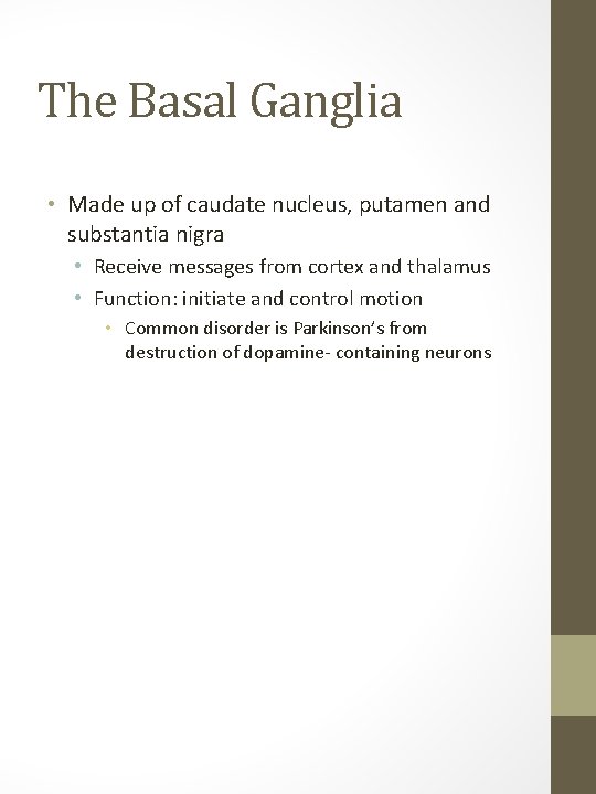 The Basal Ganglia • Made up of caudate nucleus, putamen and substantia nigra •