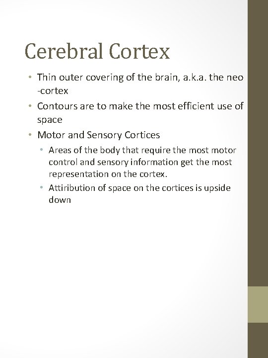 Cerebral Cortex • Thin outer covering of the brain, a. k. a. the neo
