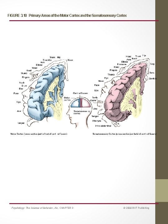 FIGURE 3. 10 Primary Areas of the Motor Cortex and the Somatosensory Cortex Psychology: