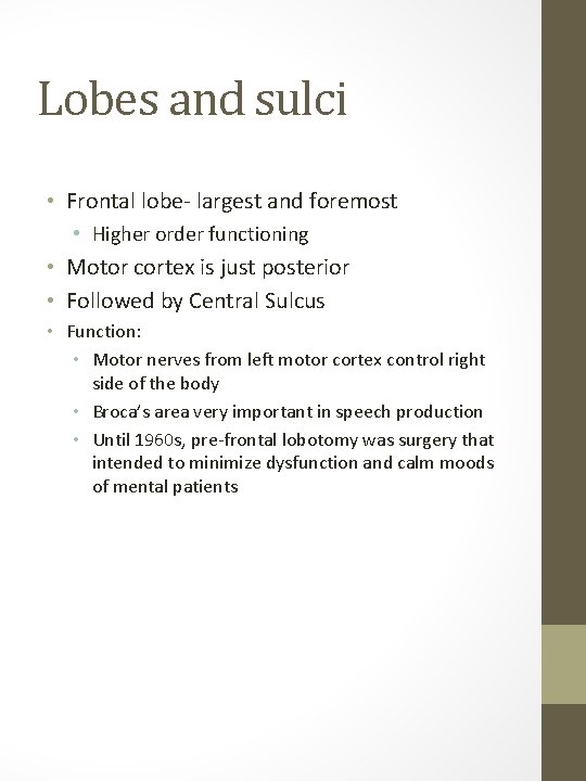Lobes and sulci • Frontal lobe- largest and foremost • Higher order functioning •