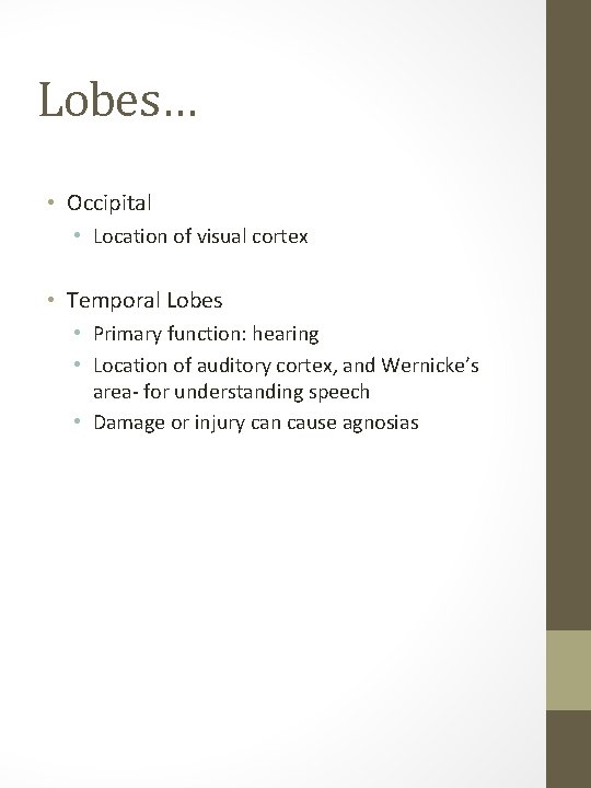Lobes… • Occipital • Location of visual cortex • Temporal Lobes • Primary function: