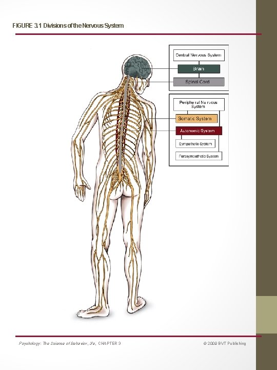 FIGURE 3. 1 Divisions of the Nervous System Psychology: The Science of Behavior, 3/e,