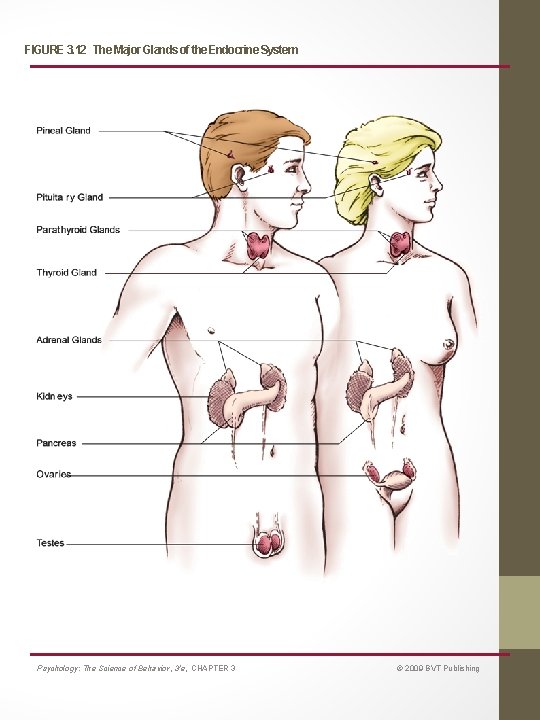 FIGURE 3. 12 The Major Glands of the Endocrine System Psychology: The Science of