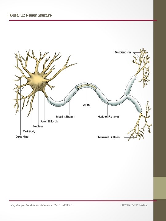 FIGURE 3. 2 Neuron Structure Psychology: The Science of Behavior, 3/e, CHAPTER 3 ©