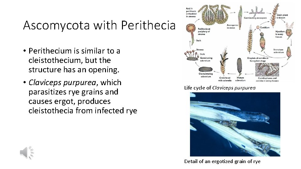 Ascomycota with Perithecia • Perithecium is similar to a cleistothecium, but the structure has