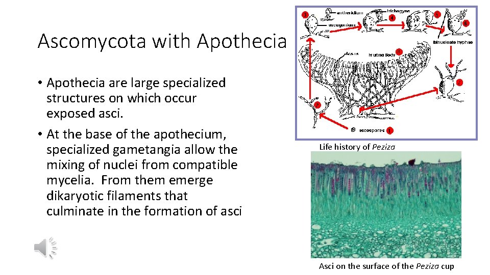 Ascomycota with Apothecia • Apothecia are large specialized structures on which occur exposed asci.