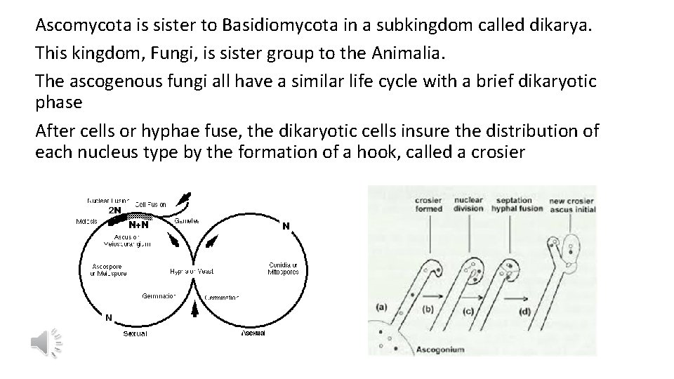 Ascomycota is sister to Basidiomycota in a subkingdom called dikarya. This kingdom, Fungi, is