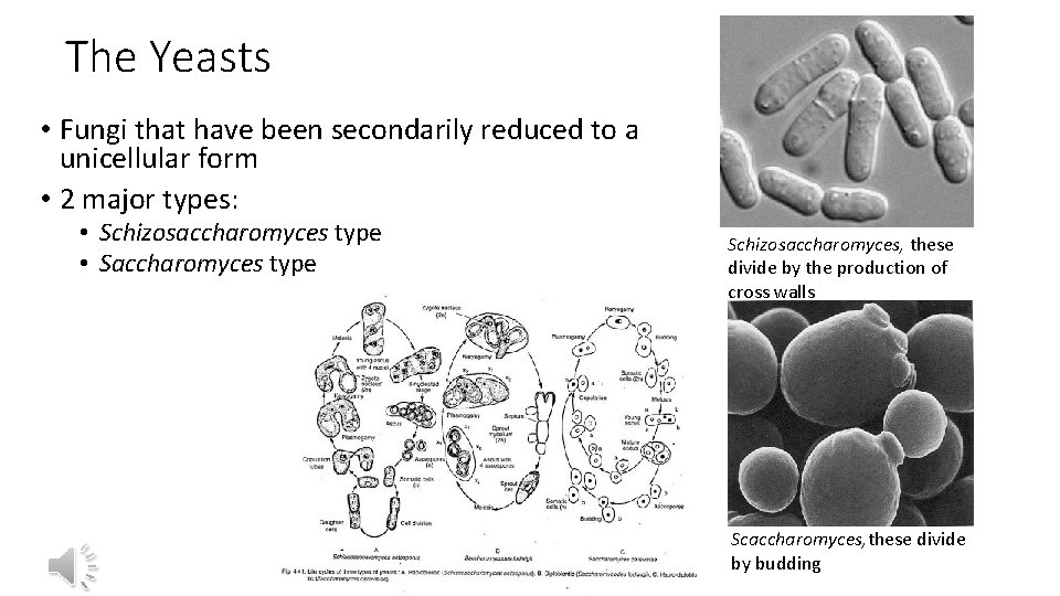 The Yeasts • Fungi that have been secondarily reduced to a unicellular form •